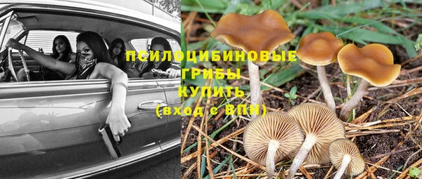 стаф Аркадак